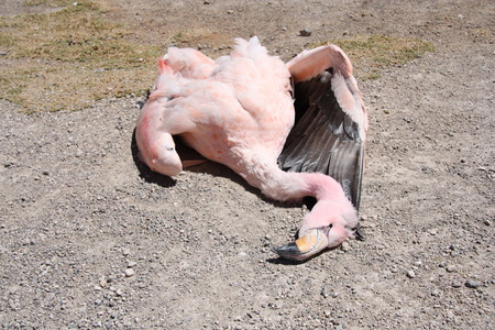 Dead flamingoの写真素材