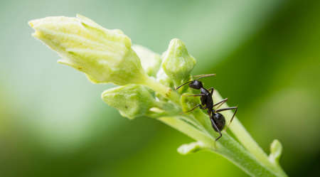 Ant on luffa flowerの写真素材