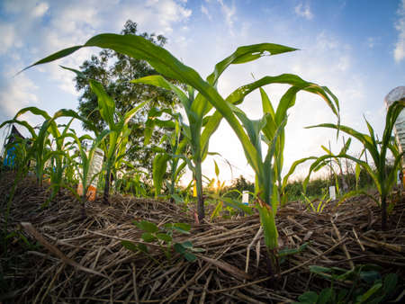 corn fieldの写真素材