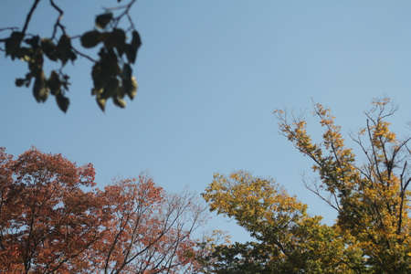 Sky of Autumnの写真素材