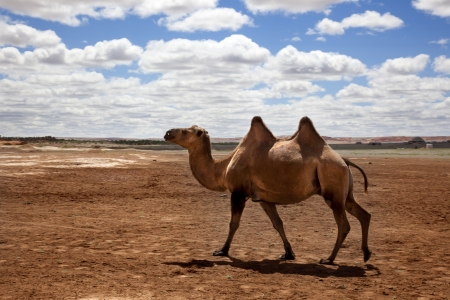 a camel walking through the desertの写真素材
