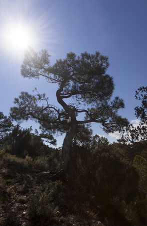 Back Light of Pine Tree.の写真素材