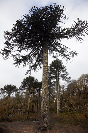 Araucaria tree. Conguillio parkの写真素材