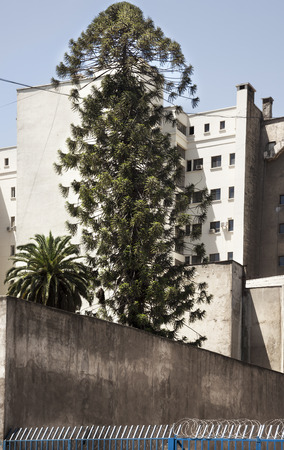 Araucaria tree on the middle of the city