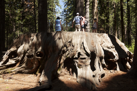 Arnold, USA-June 15, 2017: People above of the giant Sequoia trunk in Big trees park naturalのeditorial素材