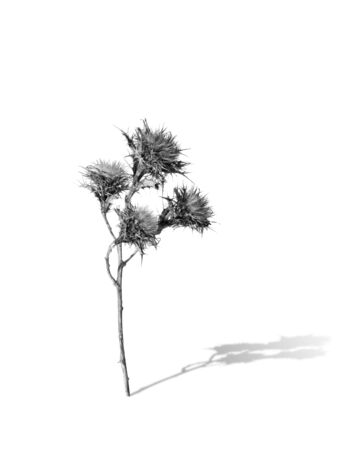 Sticks. Decorative Artの写真素材
