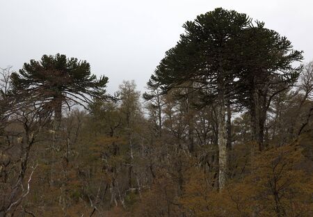 Araucarias Tree in winter. Araucaria region. Chileの写真素材