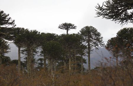 Araucarias Tree in winter. Araucaria region. Chileの写真素材