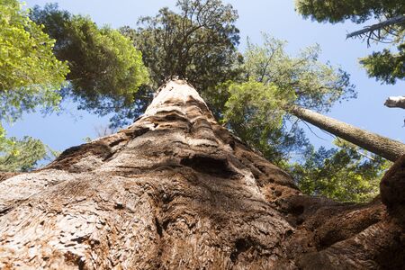 Forest of Sequoias tree in Big Tree national Parkの写真素材