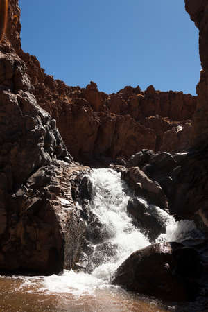 Giant Cactus in a Valley of Atacama desert