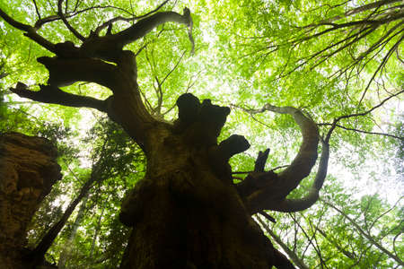 Los Ports natural park. Tarragona province. Spainの写真素材