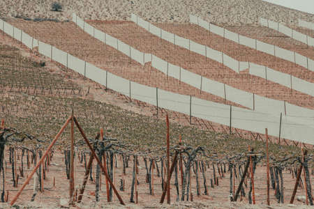 Elqui Valley Vineyards