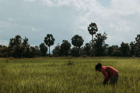 Don Khon, Laos-July 31, 2009. During the monsoon season, farmers in southern Laos can harvest rice. A farmer hits the sheets with his foot to get the mudのeditorial素材