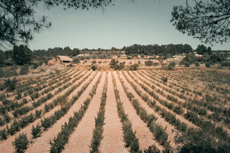 Fields in Matarranya. Teruel province. Spainの写真素材