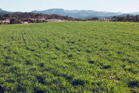 Fields in Matarranya. A region of the province of Teruel, Spain