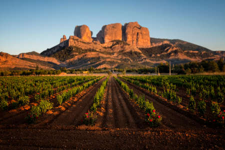 Vineyards and Les Roques d'en Benet mountains. Horta de Sant Joan. Tarragona provinceの写真素材