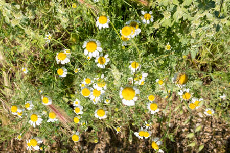 Fields in Matarranya. A region of the province of Teruel, Spainの写真素材