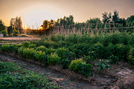 Fields in Matarranya. A region of the province of Teruel, Spainの写真素材