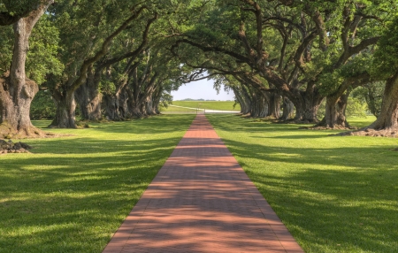 Oak Tree Lined Walkway To The Mansion At Oak Alley Plantation Oak Tree Lined Walkway To The Mansion At Oak Alley Plantation