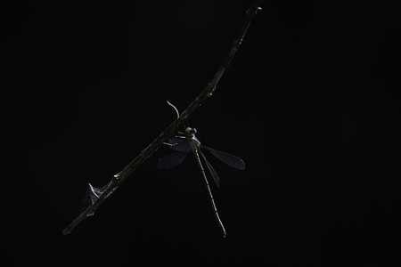 Pallid Spreadwing Damselfly (lestes pallidus) Hanging On To A Branchの写真素材