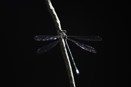 Pallid Spreadwing Damselfly (lestes pallidus) Sitting On A Branch In Sunlight