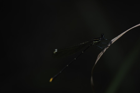 Gold tail Damselfly (allocnemis leucosticta) Perched On A Blade Of Grass With A Parasite On Its Legの写真素材