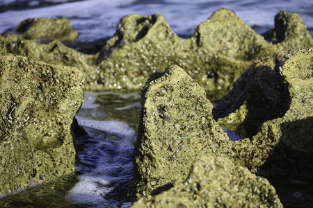 Coral Rock-formation Close-up As The Tide Flows Out, Uvongo, South Africaの写真素材