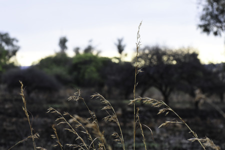 Grass Stems Blowing In The Wind In Burnt Field
