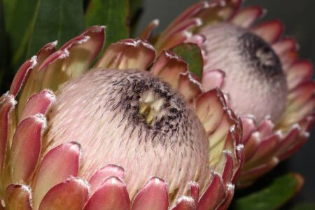 Pair Of Large Susara Protea Flowers (Protea susara), Mossel Bay, South Africa