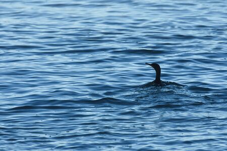 Ocean Swimming Cape Cormorant Bird (Phalacrocorax capensis), Mossel Bay, South Africa