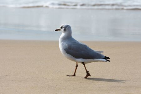 Greyheaded Gull Seagull Walking On Beach (Larus cirrocephalus), Mossel Bay, South Africaの写真素材