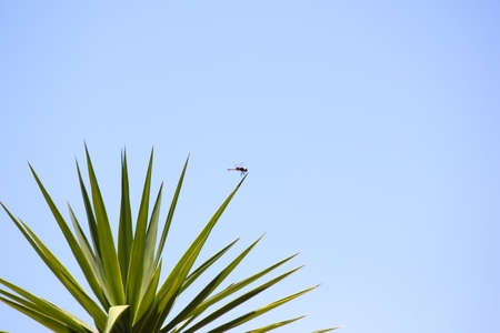 Red Basker Dragonfly On Leaf Tip (Urothemis assignata), Marble Hall, South Africa