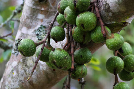 Green Wild Rubber Fig Fruit (Ficus polita), George, South Africa