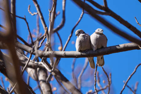 Cape Turtle Dove Pair In Early Spring (Streptopelia capicola), Pretoria, South Africaの写真素材