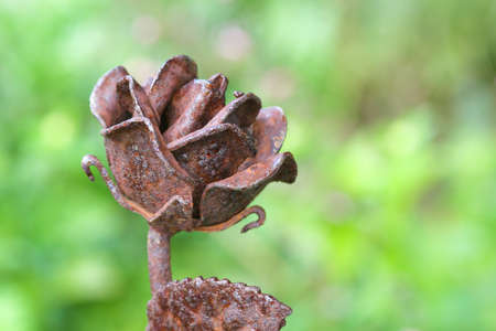 Rusted Artificial Iron Rose Flower Garden Ornamentの写真素材