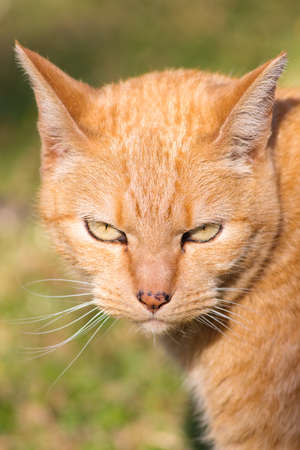 Intensely Gazing Ginger Orange Tabby Catの写真素材