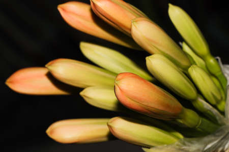 Bush Lily Flower Bud Cluster (Clivia miniata), South Africaの写真素材