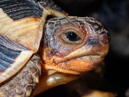 Angulate Tortoise Head Close-up Portrait (Chersina angulata), Wilderness, South Africaの写真素材