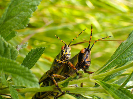 Elegant Grasshopper Mating Pair Close-up (Zonocerus elegans)の写真素材