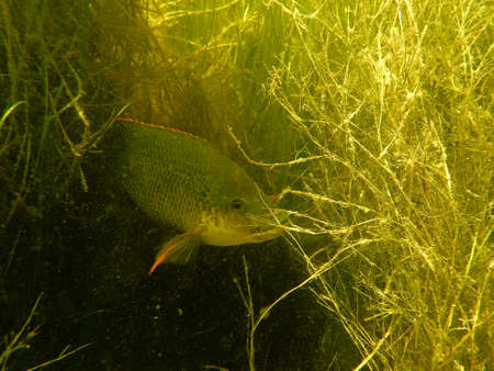 Mozambique Tilapia Peaking From Dense Aquatic Weeds (Oreochromis mossambicus)の写真素材