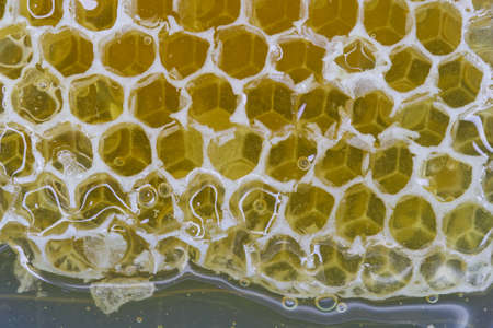 Raw Honey Filled Natural Wax Honeycomb Close-upの写真素材