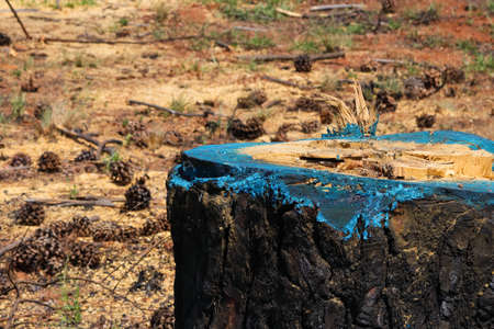 Cut Down Pine Tree Stump With Blue Herbicideの写真素材