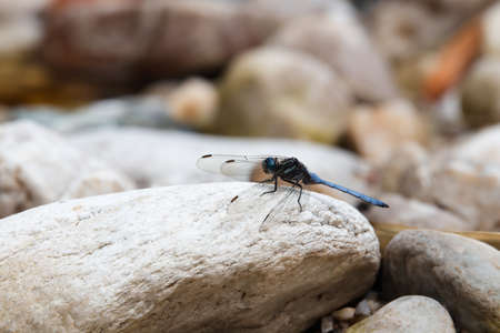 Cape Skimmer Dragonfly On River Rock (Orthetrum julia capicola), Mossel Bay, South Africaの写真素材