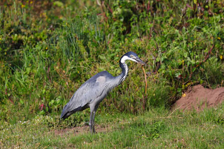Black-headed Heron Bird With Caught Snake (Ardea melanocephala), Mossel Bay, South Africaの写真素材