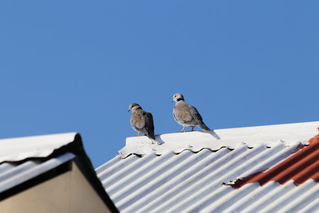 Cape Turtle Doves On White Rooftop (Streptopelia capicola)の写真素材
