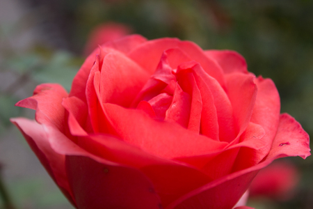 In the foreground ist the beautiful red rose flowerの写真素材