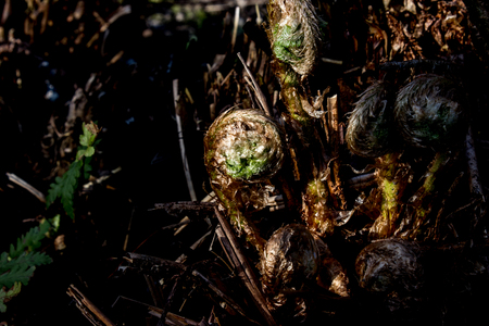 Spring young fern green nature fresh botany outdoorの写真素材
