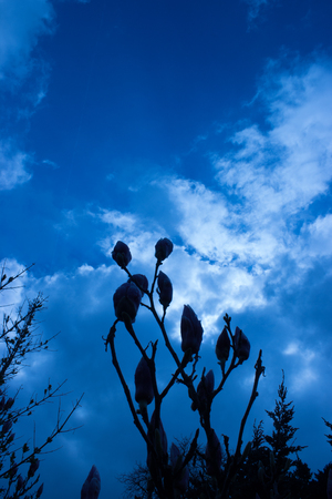 In the foreground are the first buds of magnolia, in the background is blue sky with clouds and setting sun.の写真素材