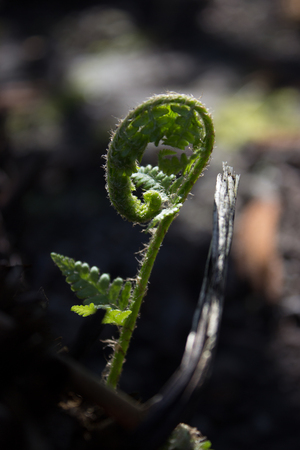 Spring young fern green nature fresh botany outdoorの写真素材