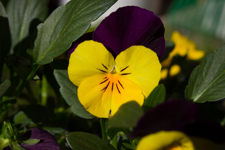 The first spring pansy in the sunshineの写真素材